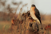 Zuidflank Kemmelberg